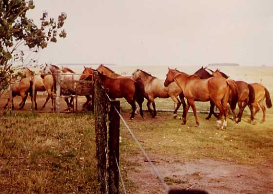 caballos del Rincon