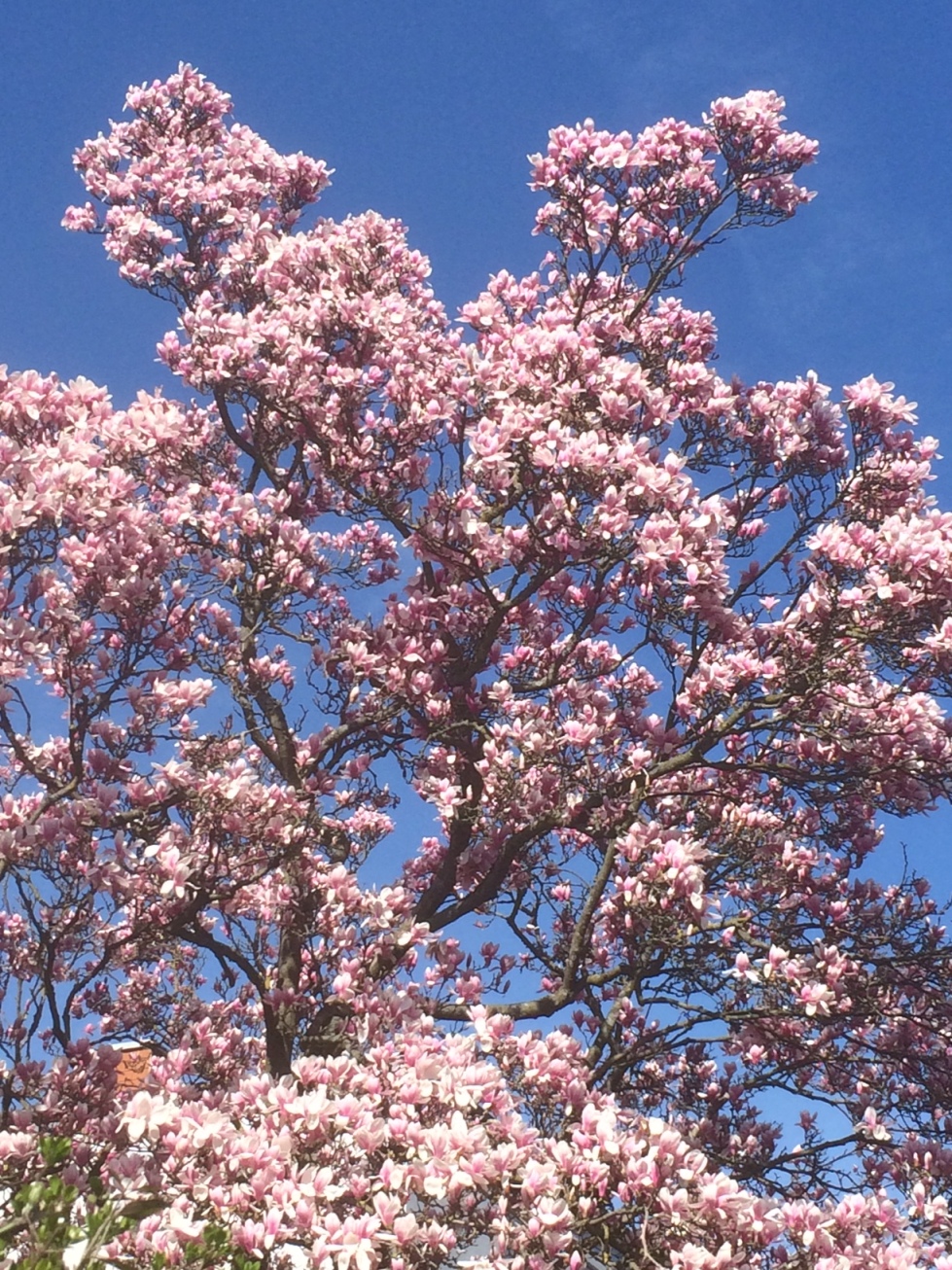 magnolien 2020